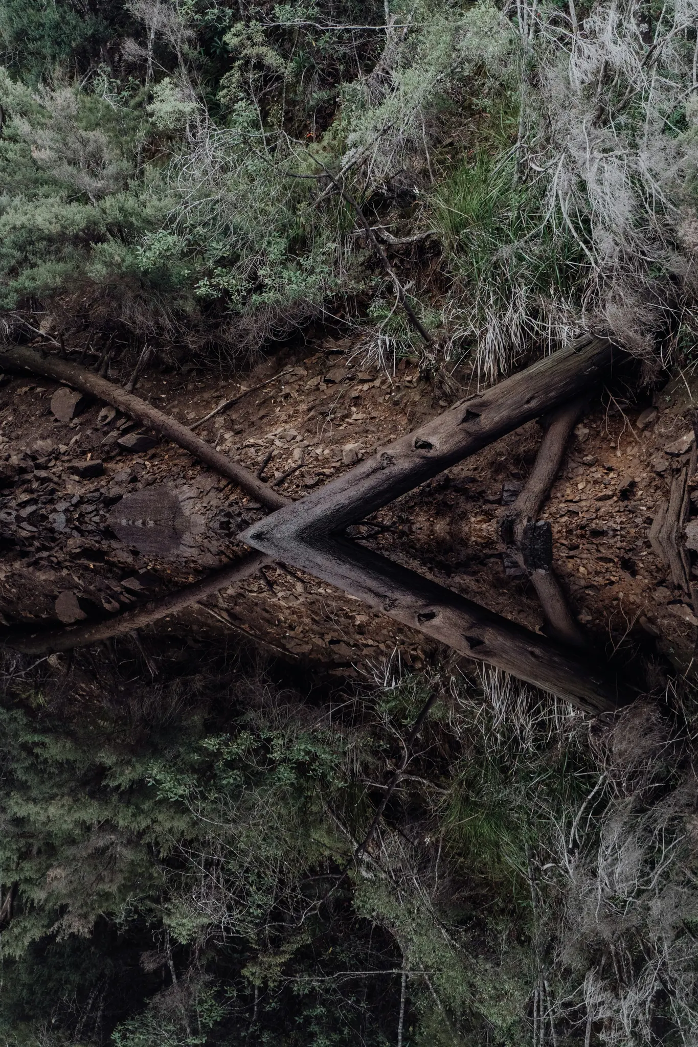A vertically mirrored image of a forest floor. The top half shows green and grey foliage, brown soil, and fallen logs. The…
