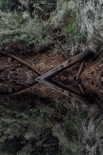 A vertically mirrored image of a forest floor. The top half shows green and grey foliage, brown soil, and fallen logs. The…