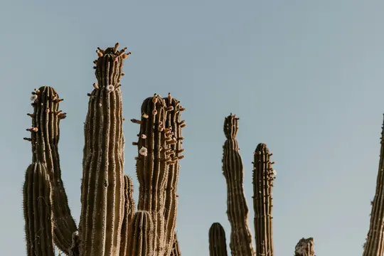 Scatto dal basso di diversi cactus saguaro alti con tronchi a costine e piccoli fiori e boccioli bianchi, su un cielo