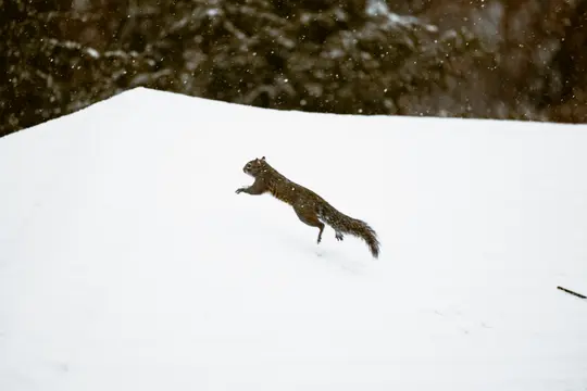 Uno scoiattolo marrone è a mezz'aria, mentre salta su un terreno bianco immacolato coperto di neve. Fiocchi di neve sono