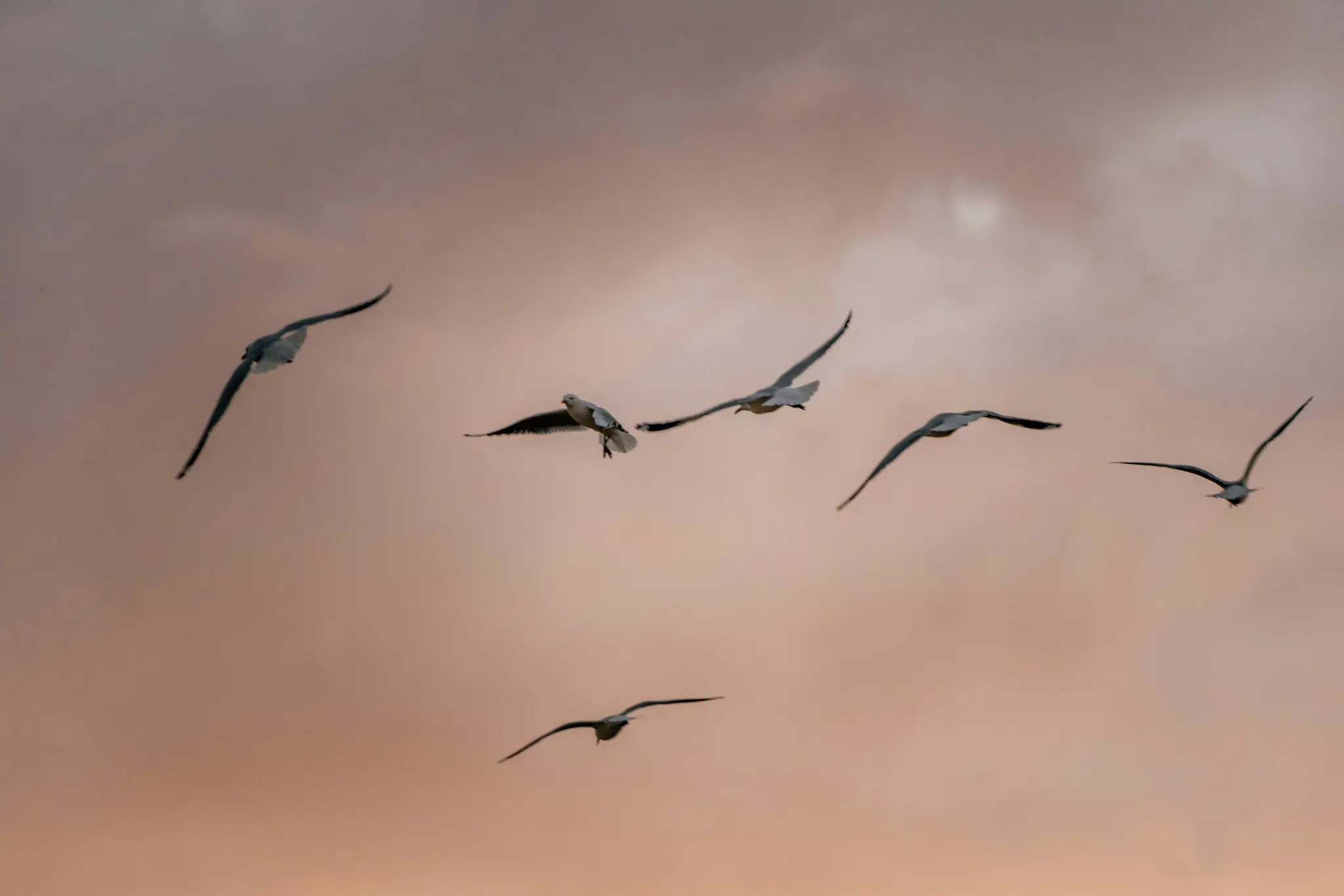 Sei gabbiani con corpi bianchi e punte delle ali scure sono catturati in varie pose di volo su un cielo morbido, nuvoloso
