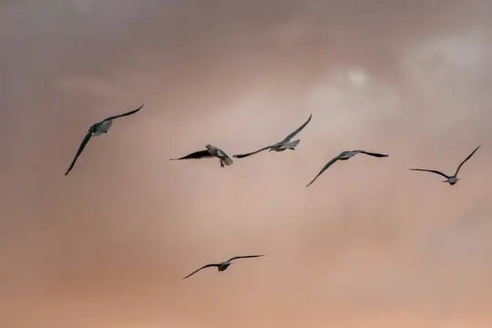 Sechs Möwen mit weißen Körpern und dunklen Flügelspitzen sind in verschiedenen Flugposen vor einem weichen, bewölkten