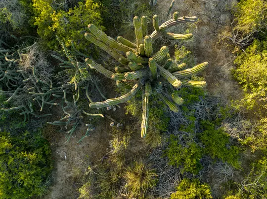 Una vista aerea, dall'alto verso il basso, di un grande cactus ramificato con molte braccia, circondato da cactus più piccoli