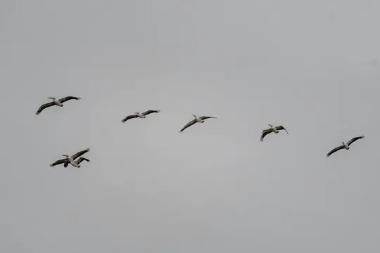 Six pelicans with white bodies and black wingtips fly in a loose V-formation against a uniformly grey, overcast sky.