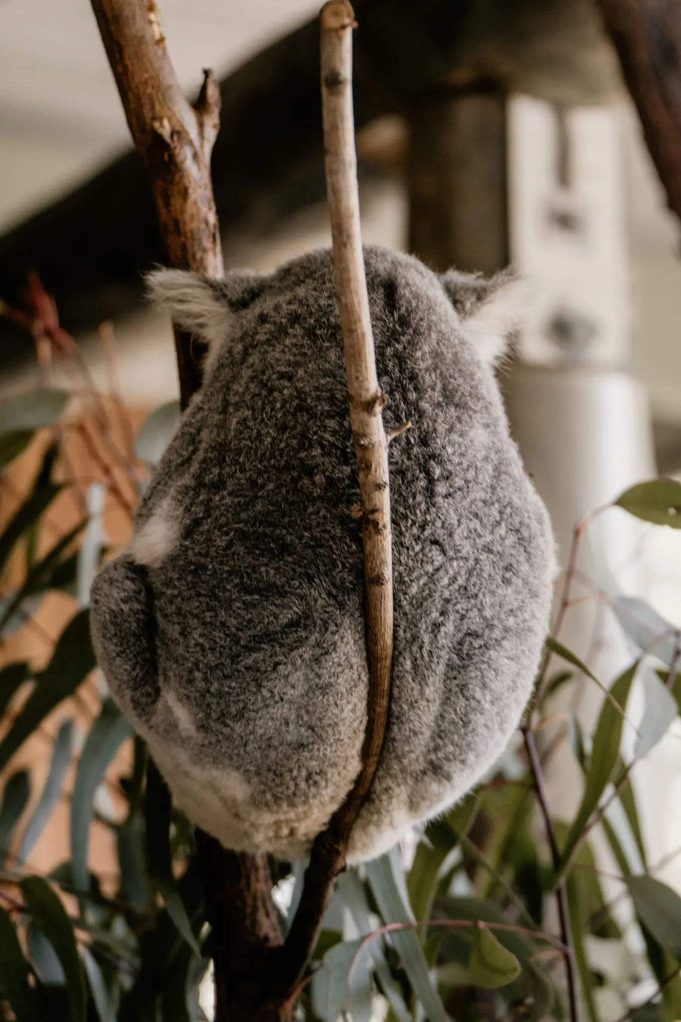 Koala je prikazan straga, njegovo sivo krzno je vidljivo dok se drži smeđe grane drveta. Zeleni listovi eukaliptusa okružuju