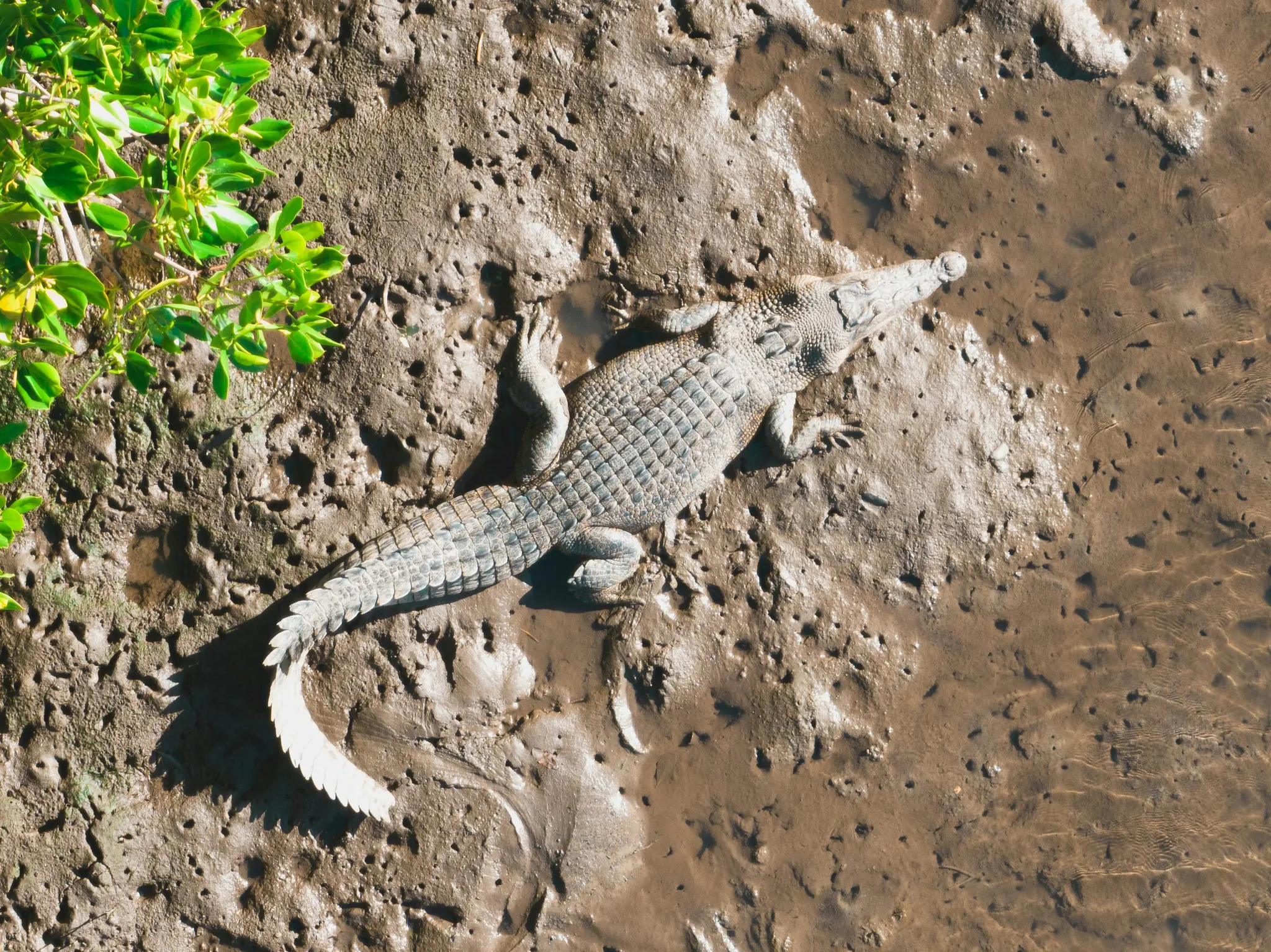 Une vue aérienne d'un crocodile à la peau grise écailleuse, allongé sur une rive boueuse brune texturée à côté d'eau peu