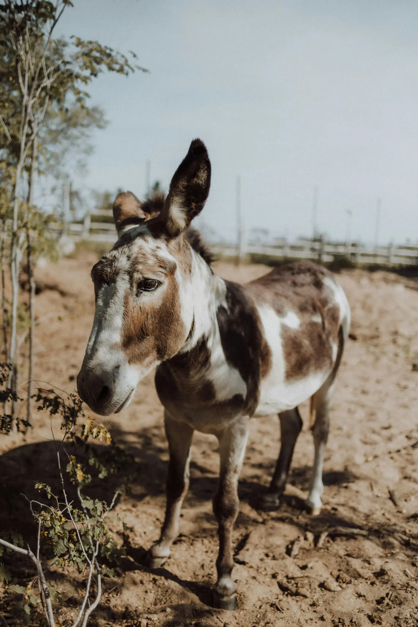 Un burro moteado de color marrón y blanco se encuentra en un recinto polvoriento y soleado, mirando ligeramente hacia la