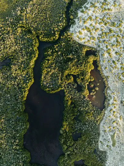Eine Luftaufnahme zeigt einen dunklen, gewundenen Wasserweg, der von üppigen grünen Bäumen und hellem Sandboden gesäumt ist