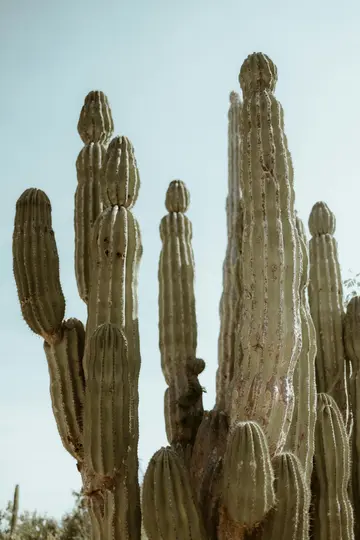 Una foto ravvicinata ad angolo basso di diversi cactus alti e costoluti con un cielo azzurro limpido sullo sfondo. I cactus