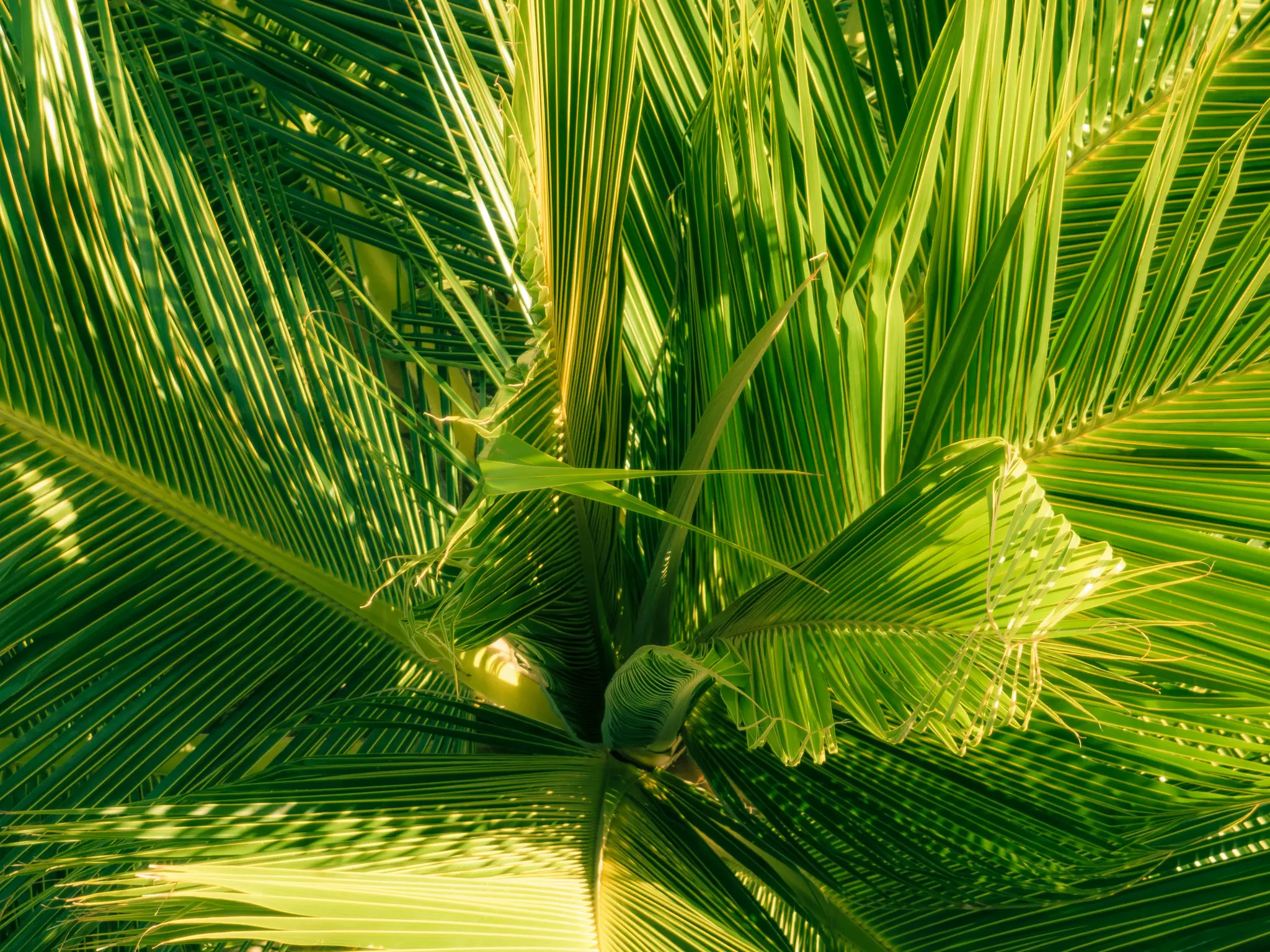 An overhead close-up shot of a palm tree's green fronds, with sunlight highlighting some leaves and casting shadows.