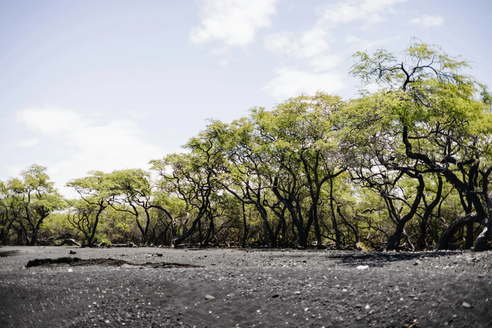Una foto de paisaje en ángulo bajo muestra una hilera de árboles con hojas verde claro y ramas oscuras y retorcidas contra un