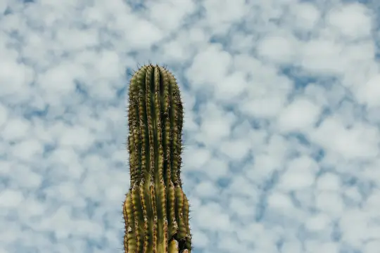 Un cactus alto e verde con spine prominenti riempie il lato sinistro della cornice, su uno sfondo blu cielo punteggiato da