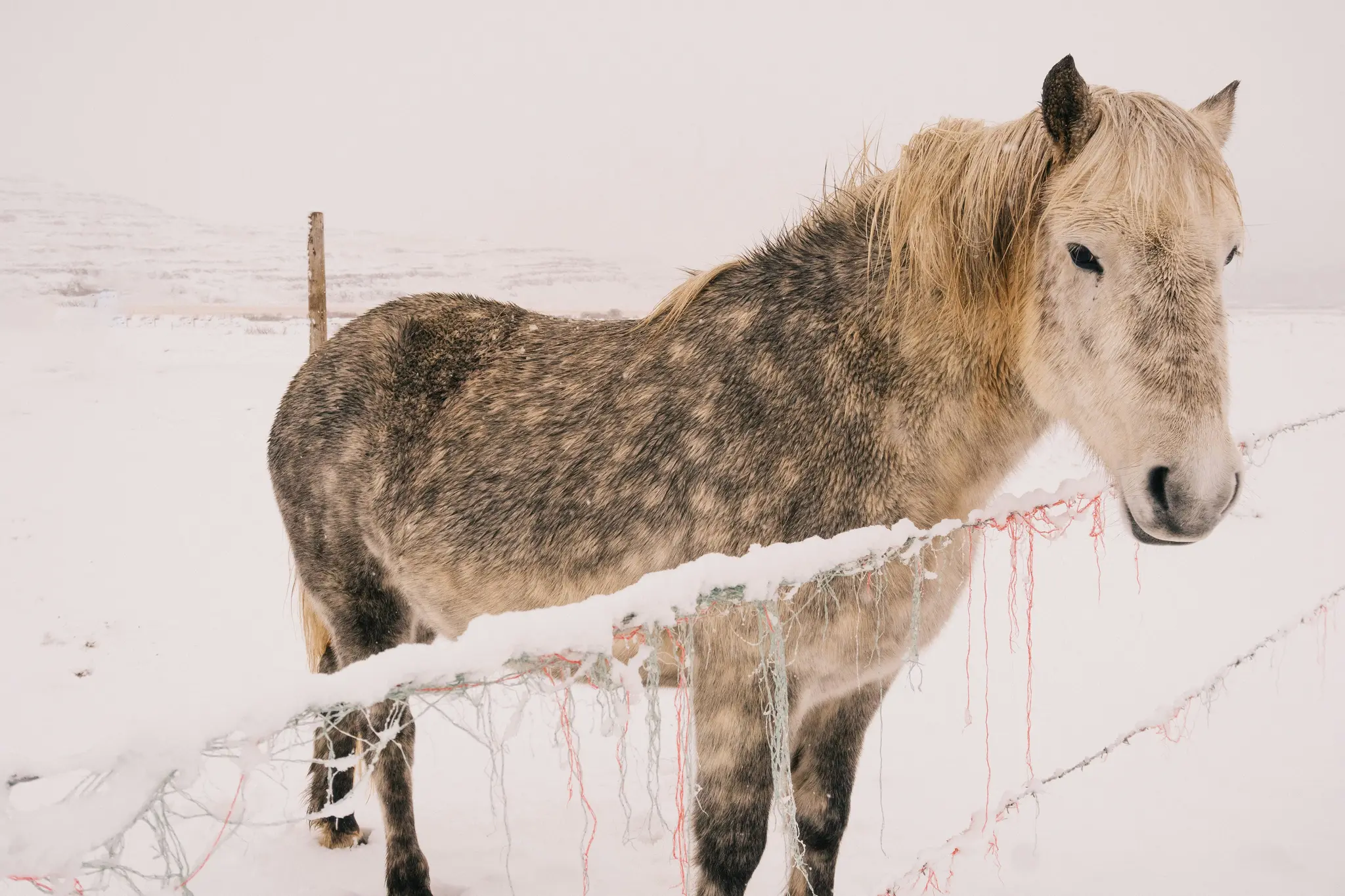 A dapple grey horse with a light blonde mane and tail stands in a snow-covered field, looking towards the viewer. A wire…