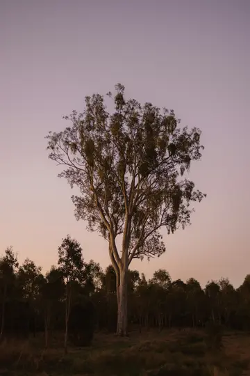 A tall, light-barked tree with green leaves stands in a field against a sky transitioning from pale purple to soft orange.