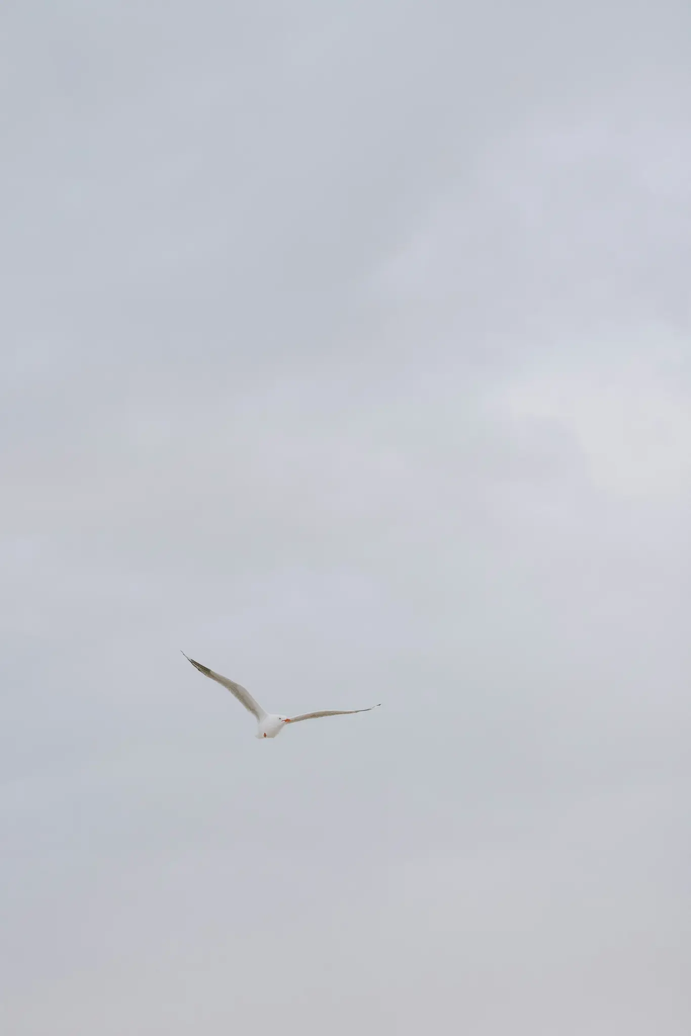 Un gabbiano bianco con le ali completamente spiegate vola contro un cielo coperto, morbido e grigio chiaro. L'uccello è