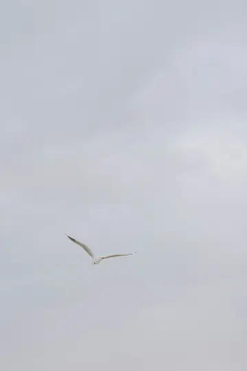 Eine weiße Möwe mit voll ausgebreiteten Flügeln fliegt über einen weichen, hellgrauen, bedeckten Himmel. Der Vogel ist in…