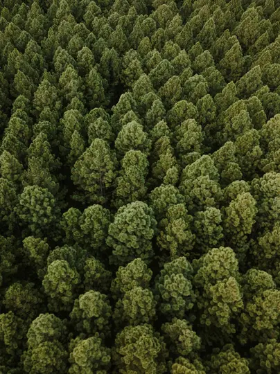 Uno scatto aereo che guarda verso il basso su una vasta e fitta foresta di alberi verdi, mostrando un motivo texturizzato di