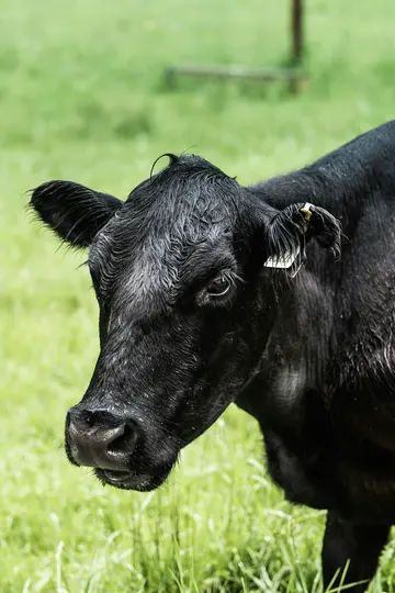 Primo piano, scatto all'altezza degli occhi della testa e della parte superiore del corpo di una mucca nera con il pelo
