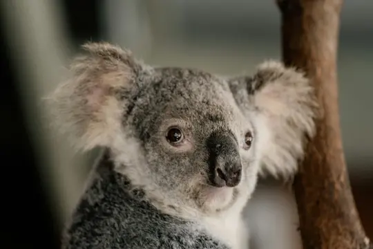 Foto ravvicinata della testa e della parte superiore del corpo di un koala. Il koala ha una pelliccia grigia, grandi orecchie