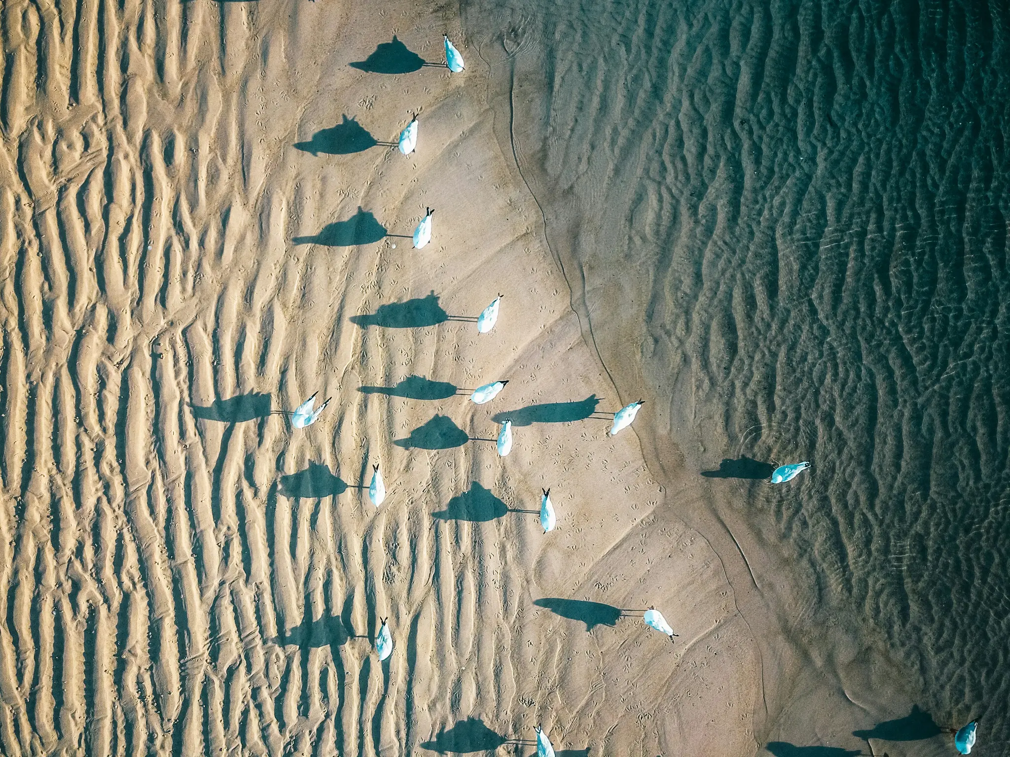 Una ripresa aerea di una spiaggia sabbiosa mostra numerosi gabbiani con lunghe ombre scure che si estendono sulla sabbia