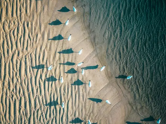 Eine Luftaufnahme eines Sandstrandes zeigt zahlreiche Möwen mit langen, dunklen Schatten, die sich über den texturierten Sand