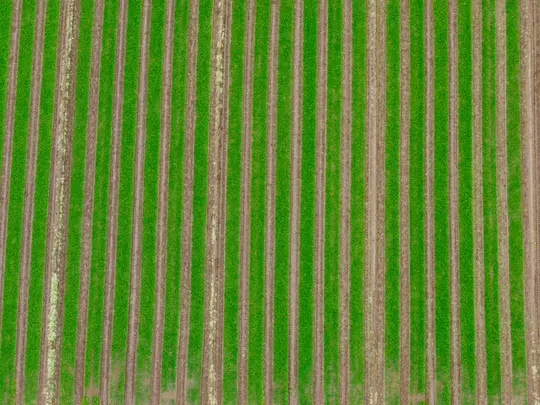 Eine luftige, von oben aufgenommene Ansicht eines Feldes, die abwechselnde parallele Streifen aus leuchtend grünen