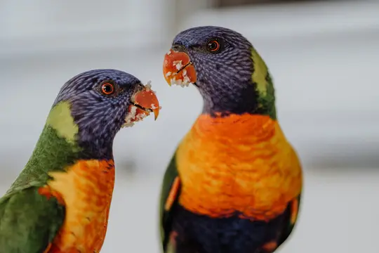 Una foto ravvicinata mostra due colorati lori arcobaleno con pezzi di cibo bianco sui loro becchi arancioni, che si guardano.