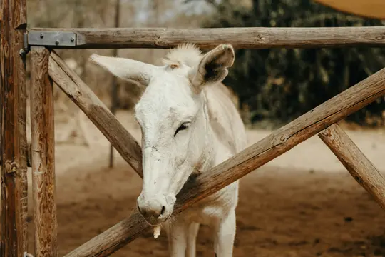 A white donkey with its eyes partially closed stands behind a rustic wooden fence. A piece of food hangs from its mouth.