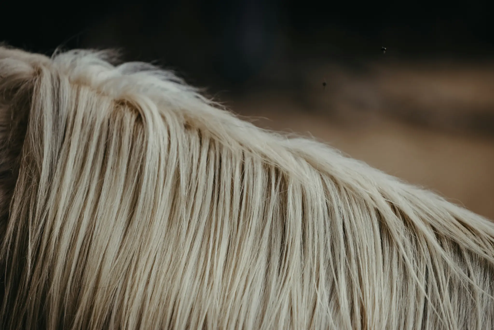 Una toma de primer plano de la crin rubia clara de un caballo, que muestra mechones individuales de pelo. El fondo es oscuro