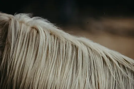 Nahaufnahme von der hellblonden Mähne eines Pferdes, die einzelne Haarsträhnen zeigt. Der Hintergrund ist dunkel und