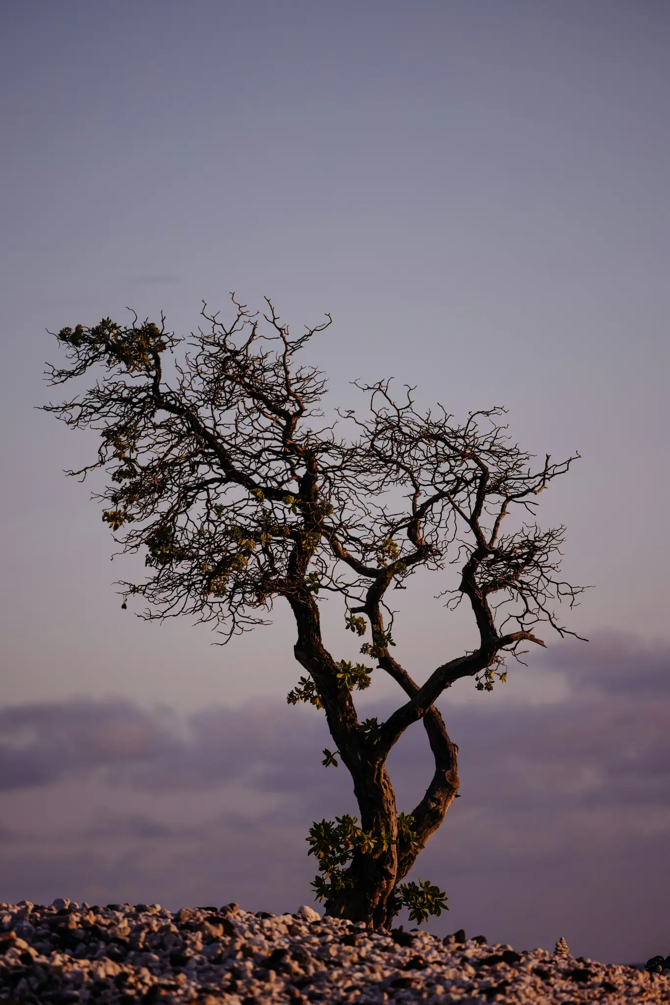 Ein knorriger Baum mit dunklen, verdrehten Ästen und spärlichen grünen Blättern steht auf einem Feld aus hellen Felsen. Der