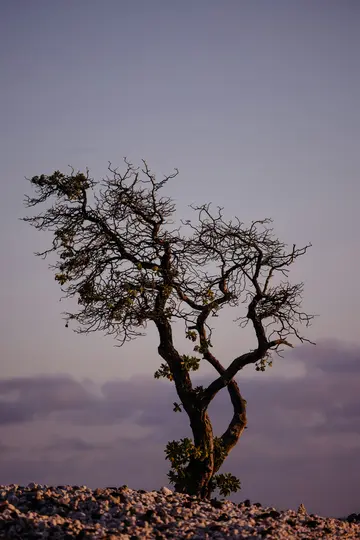 Ein knorriger Baum mit dunklen, verdrehten Ästen und spärlichen grünen Blättern steht auf einem Feld aus hellen Felsen. Der