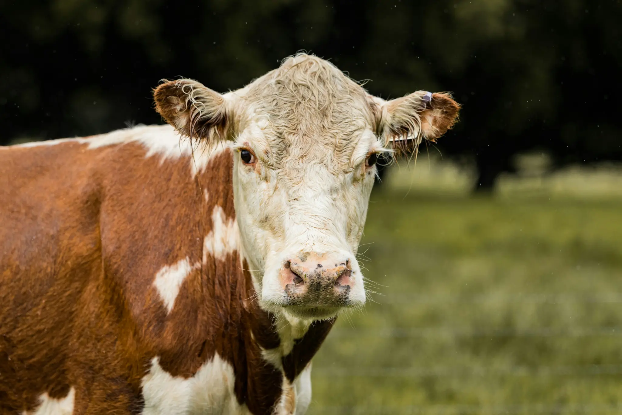 A brown and white cow with a white face and wet, curly fur on its head looks directly forward in a green field.