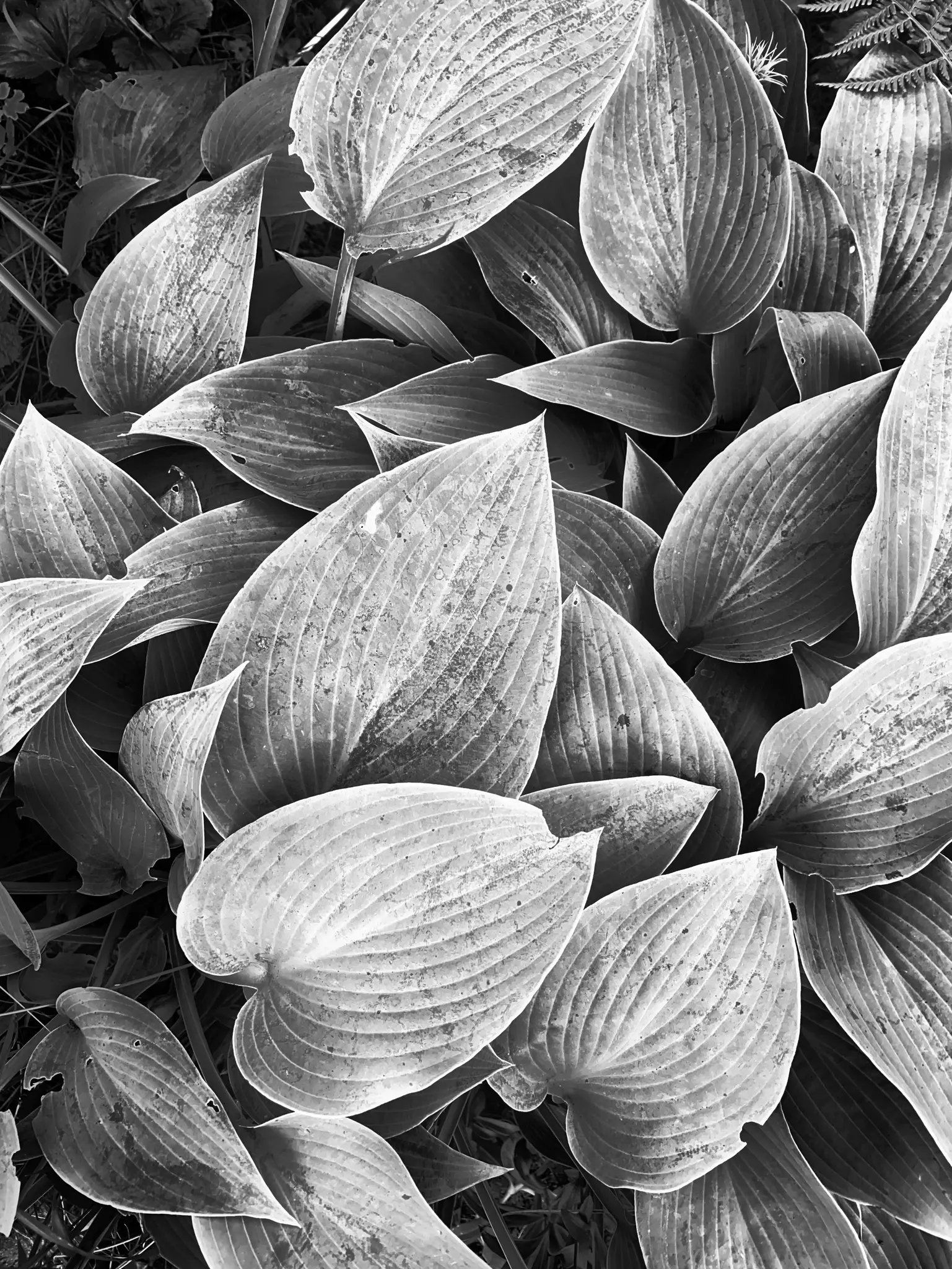 Un primo piano in bianco e nero delle foglie della pianta di hosta, che mostra le sue venature prominenti e alcune superfici