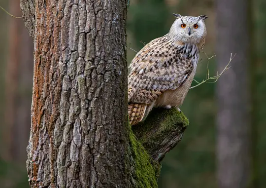 Ein Eurasischer Uhu mit auffälligen orangefarbenen Augen und geflecktem braunem, weißem und schwarzem Gefieder sitzt auf