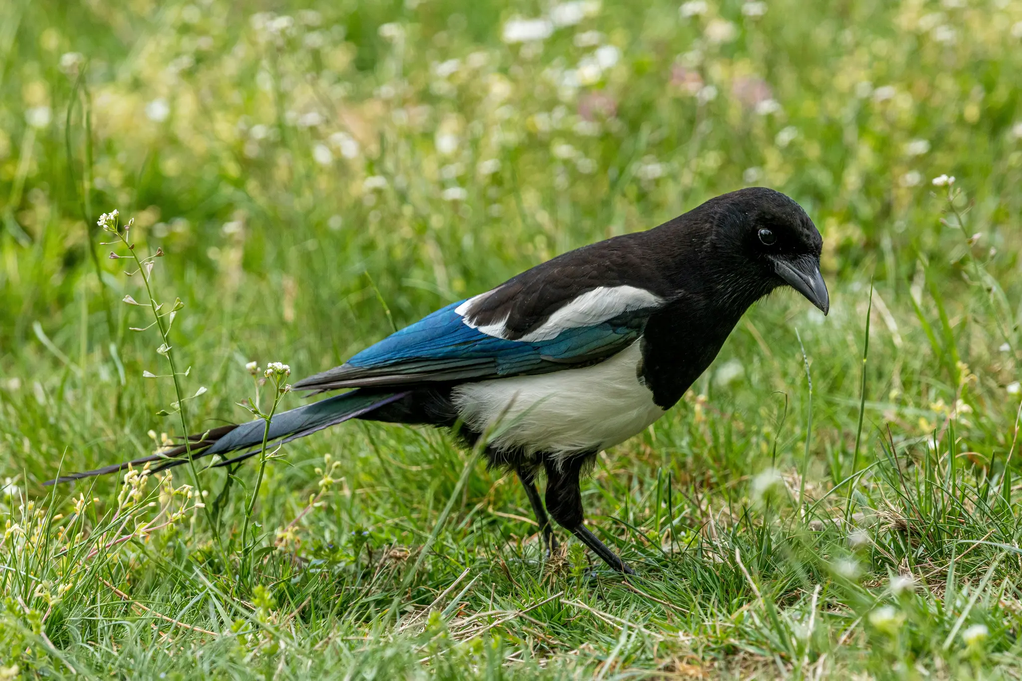 Eine Elster mit schwarzen, weißen und schillernd blauen Federn spaziert durch ein Feld mit grünem Gras und kleinen weißen