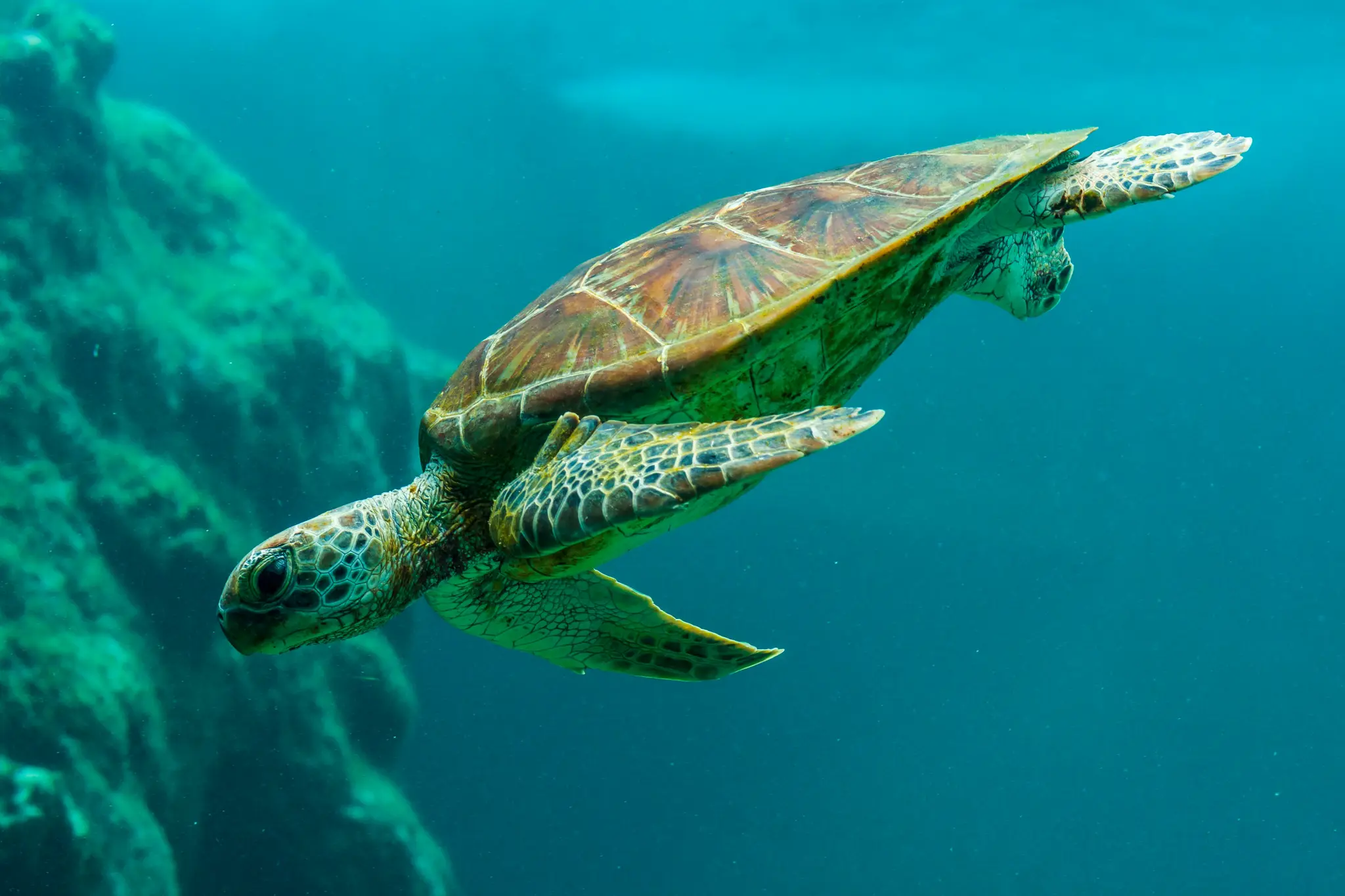 Eine grüne Meeresschildkröte mit einem gemusterten Panzer und Flossen schwimmt anmutig durch klares blaugrünes Wasser. Ein