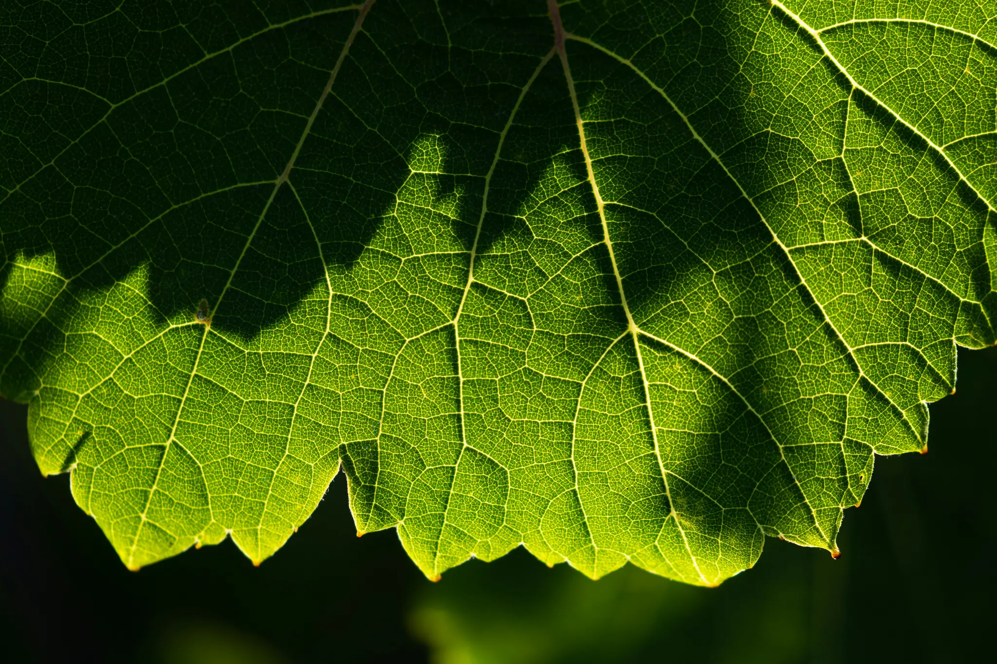 Ein lebendiges Nahaufnahmebild eines grünen Blattes, von der Sonne im Gegenlicht beleuchtet, das sein komplexes Netzwerk aus