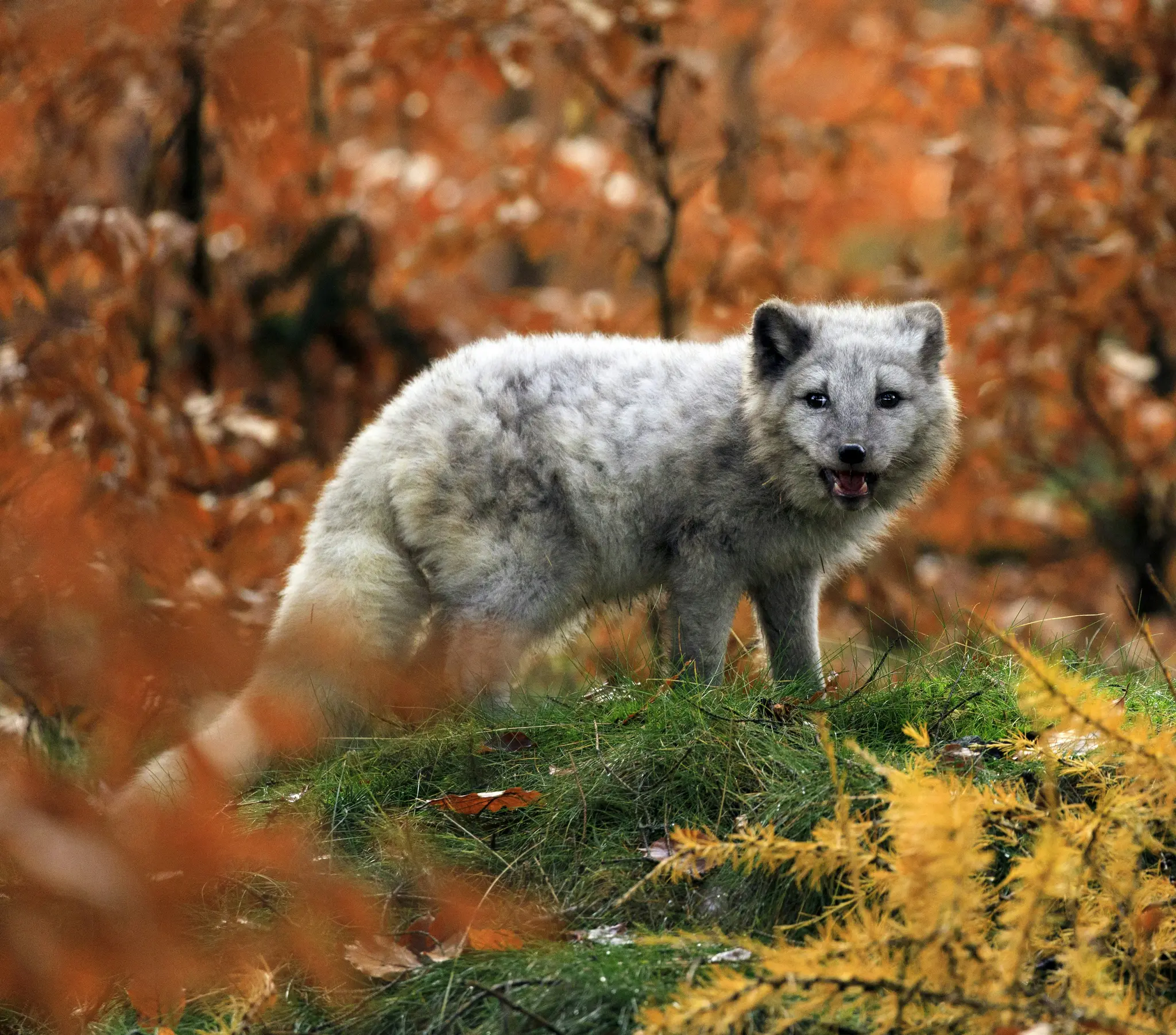 Ein hellgrauer Polarfuchs mit geöffnetem Maul steht auf einer grünen Grasfläche, umgeben von leuchtend orangefarbenen und