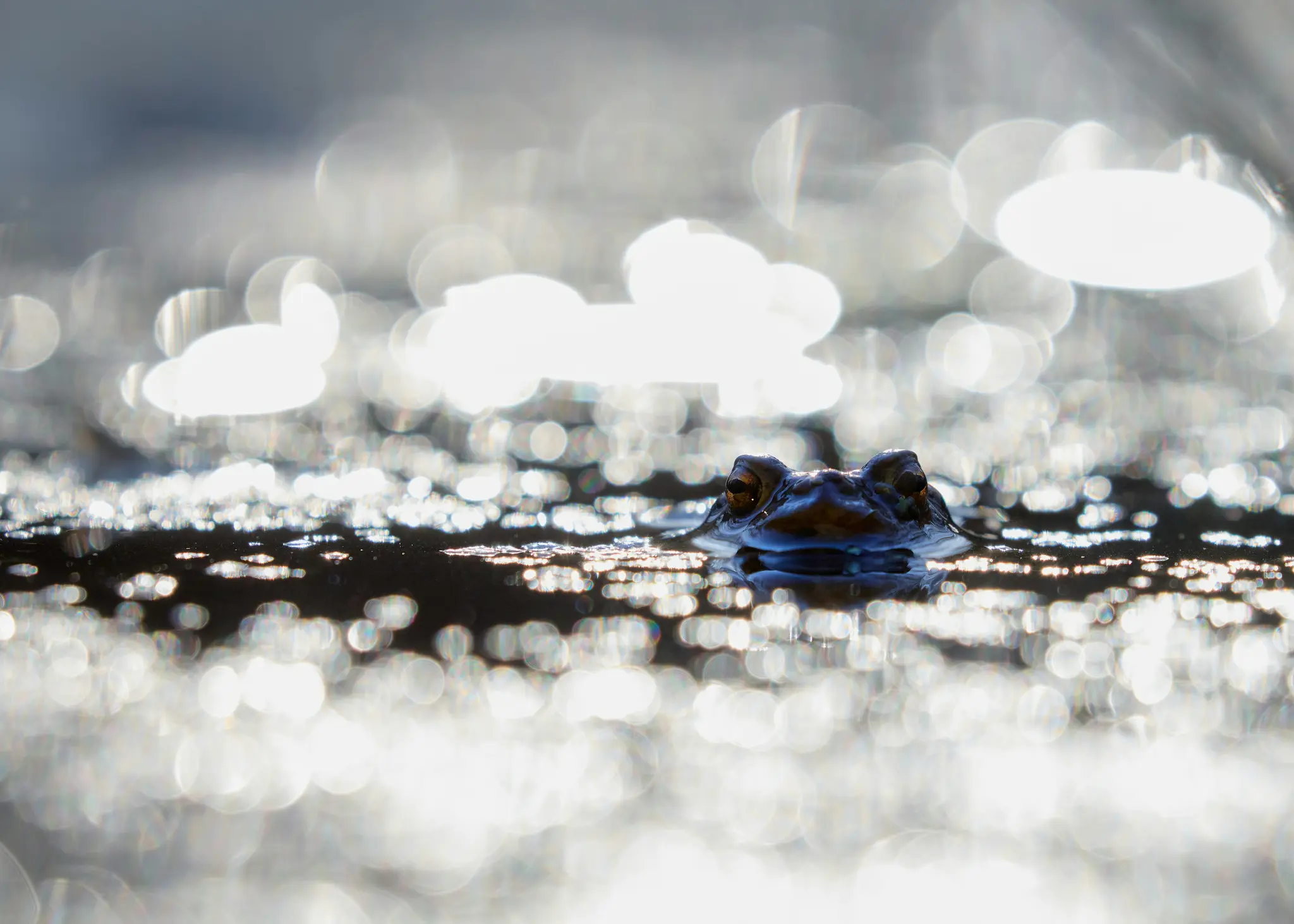 Eine Nahaufnahme zeigt den Kopf eines Frosches, der aus dunklem Wasser ragt, mit sichtbaren Augen. Der Hintergrund und