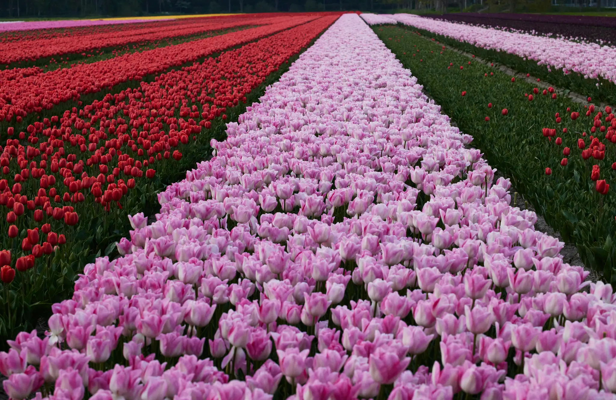 Eine weite Aufnahme eines Tulpenfeldes mit langen, geraden Reihen von roten Tulpen links und rosa Tulpen in der Mitte.
