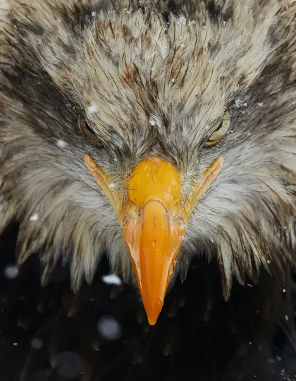 Et ekstremt nærbillede, frontalt billede af ørnens ansigt med dens intense øjne og det klare orange næb synligt. Snefnug