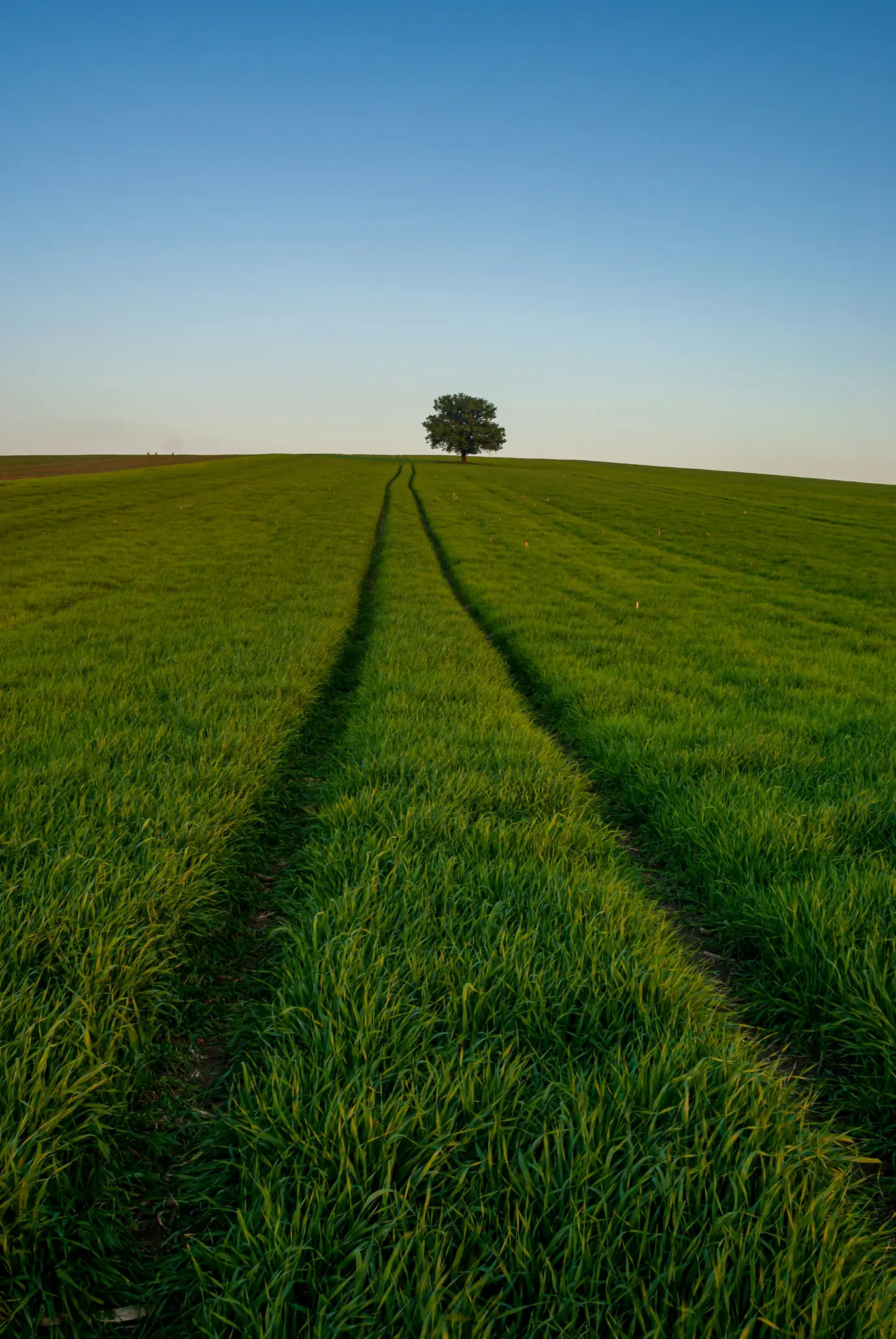 Una colina verde y exuberante se extiende hacia el horizonte bajo un cielo azul claro. Un árbol solitario de color verde