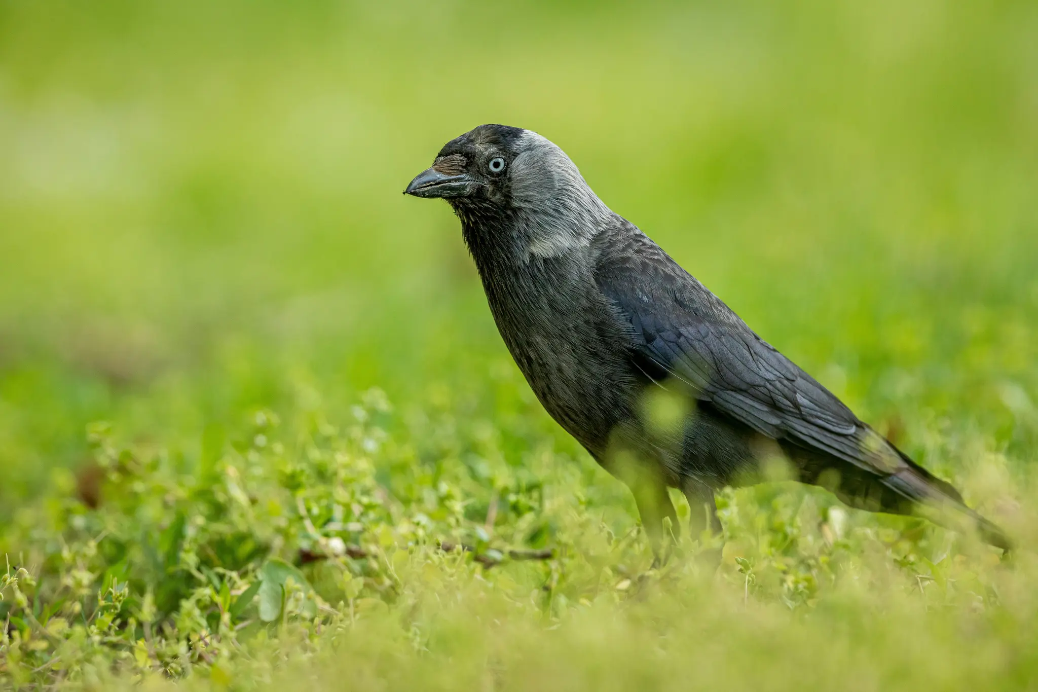 Eine Dohle, ein schwarz-grauer Vogel mit hellblauen Augen, steht in leuchtend grünem Gras und blickt nach links mit einem