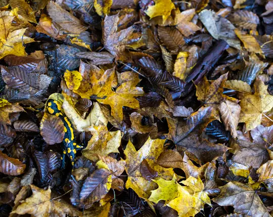 Egy fekete, élénksárga foltos szalamandra nedves, barna és sárga őszi levelek sűrű rétege között pihen.