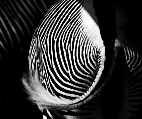 Magas kontrasztú fekete-fehér közeli felvétel egy zebra hátsó részéről, amely bemutatja jellegzetes csíkjait és farkának egy