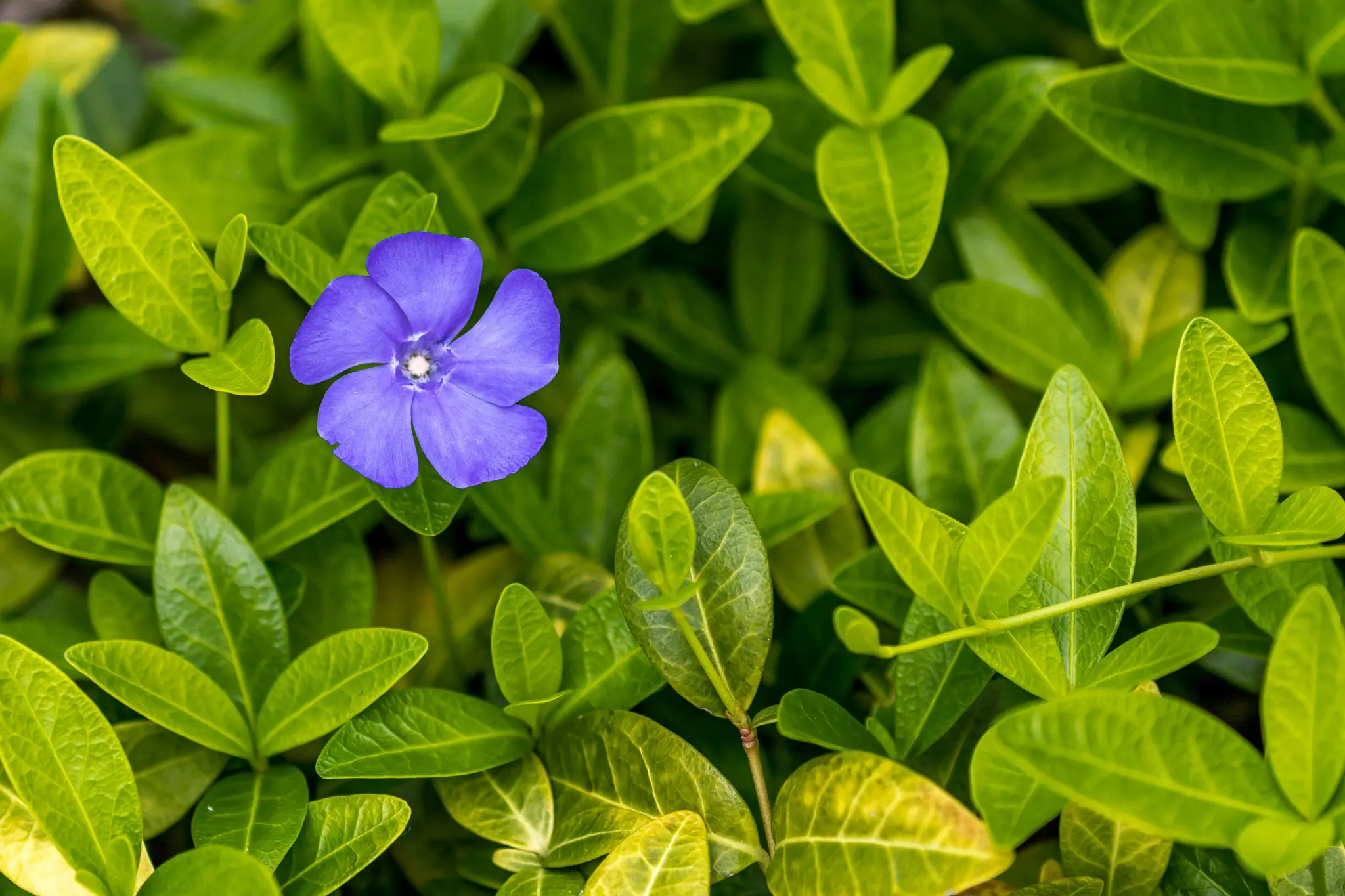 Eine einzelne fünfblättrige lila Blume mit weißer Mitte ist inmitten eines dichten Bettes grüner Blätter prominent