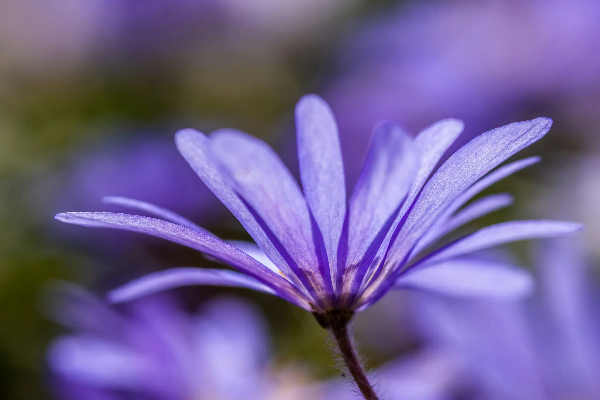 O fotografie macro a unei flori mov, văzută dintr-un unghi jos, arătând textura delicată a petalelor și tulpinii.