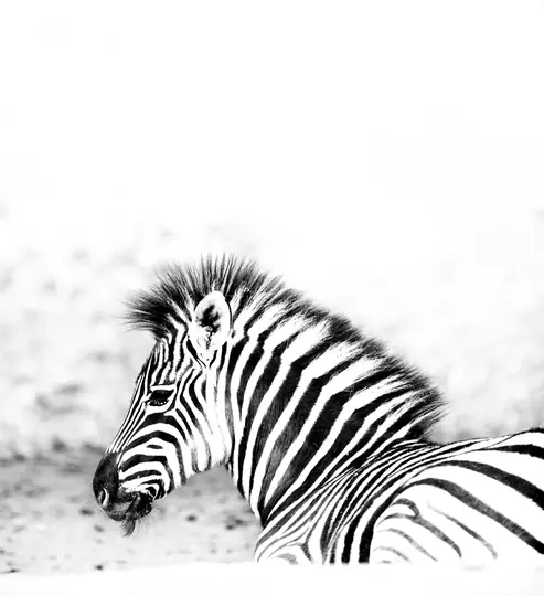 Egy zebra feje és felsőteste fekete-fehérben, balra fordulva, jól látható sörénnyel világos háttér előtt.