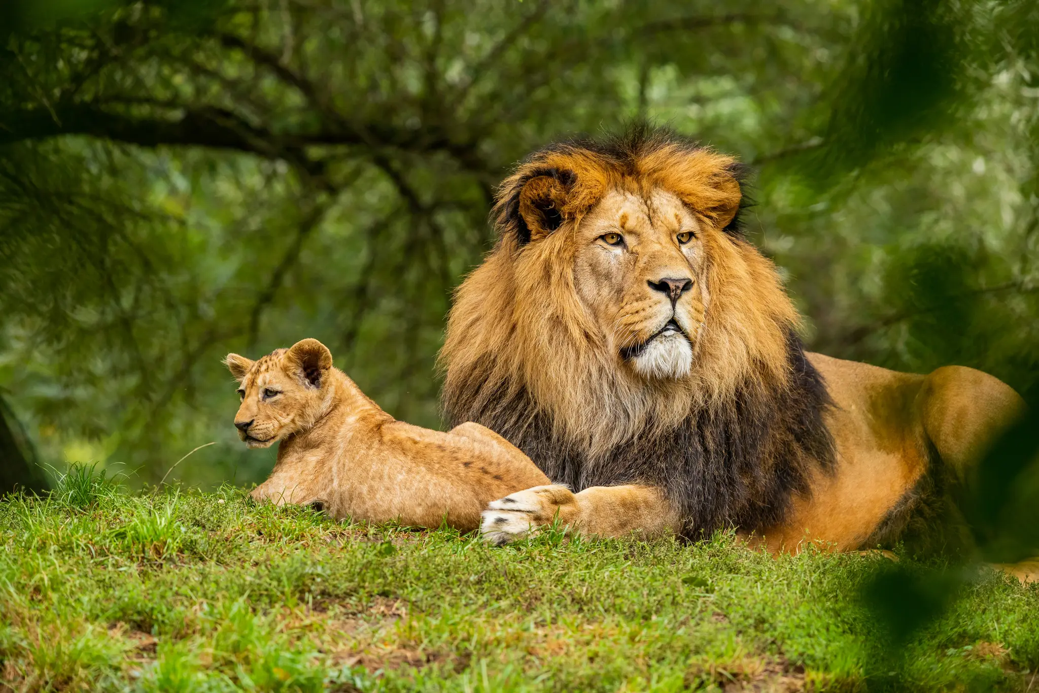 Ein majestätischer männlicher Löwe mit dunkler Mähne und ein kleines Löwenjunges ruhen auf einem lebendig grünen